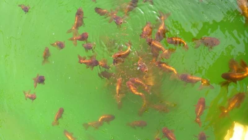 金龍魚(yú)飼料和動(dòng)物性食物如何搭配：金龍魚(yú)飼料和動(dòng)物性食物的搭配 金龍魚(yú)飼料和動(dòng)物性食物如何搭配：金龍魚(yú)飼料和動(dòng)物性食物的搭配 龍魚(yú)百科 第1張