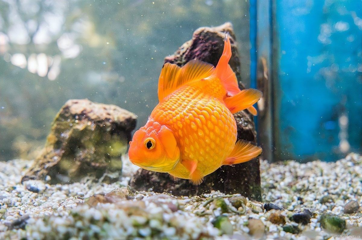 金龍魚(yú)飼料和動(dòng)物性食物如何搭配：金龍魚(yú)飼料和動(dòng)物性食物的搭配 金龍魚(yú)飼料和動(dòng)物性食物如何搭配：金龍魚(yú)飼料和動(dòng)物性食物的搭配 龍魚(yú)百科 第2張