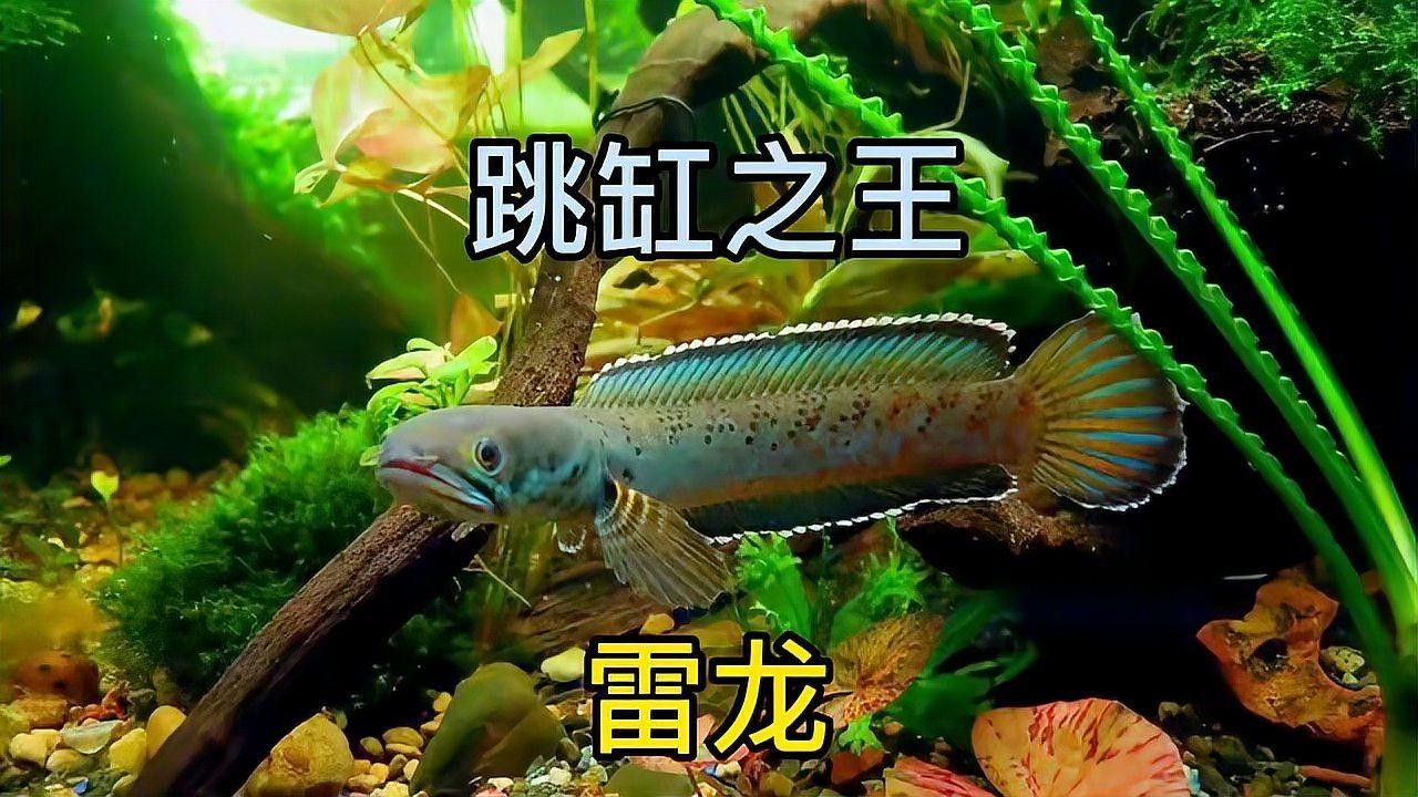 幻彩雷龍魚的價格是多少？：幻彩雷龍魚價格是多少