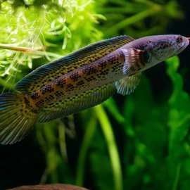 幻彩雷龍魚的價格是多少？：幻彩雷龍魚價格是多少