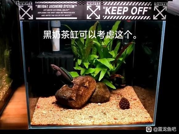 哪種底沙對雷龍魚發(fā)色最有利：雷龍魚發(fā)色期一般多久選適合雷龍魚發(fā)色最有利于發(fā)色 哪種底沙對雷龍魚發(fā)色最有利：雷龍魚發(fā)色期一般多久選適合雷龍魚發(fā)色最有利于發(fā)色 龍魚百科 第8張