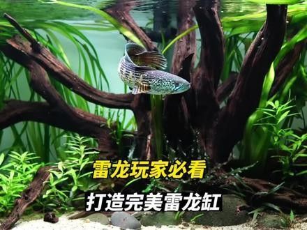 給我推薦一些龍魚缸背景畫：雷龍魚新家大揭秘,一米五大缸造景全攻略 給我推薦一些龍魚缸背景畫：雷龍魚新家大揭秘,一米五大缸造景全攻略 龍魚百科 第31張