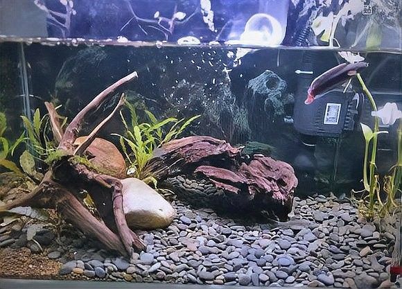 給我推薦一些龍魚缸背景畫：雷龍魚新家大揭秘,一米五大缸造景全攻略 給我推薦一些龍魚缸背景畫：雷龍魚新家大揭秘,一米五大缸造景全攻略 龍魚百科 第29張