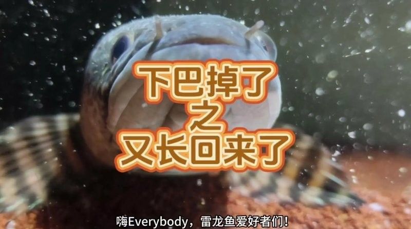 雷龍魚康復后需要如何調養：雷龍魚養殖的四大黃金法則，你get了嗎 雷龍魚康復后需要如何調養：雷龍魚養殖的四大黃金法則，你get了嗎 龍魚百科 第11張