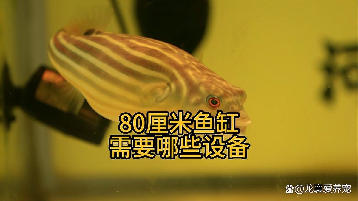 金龍魚魚缸需要哪些設(shè)備：20多萬的龍魚魚缸里用的都是什么水族設(shè)備慧侃萌寵