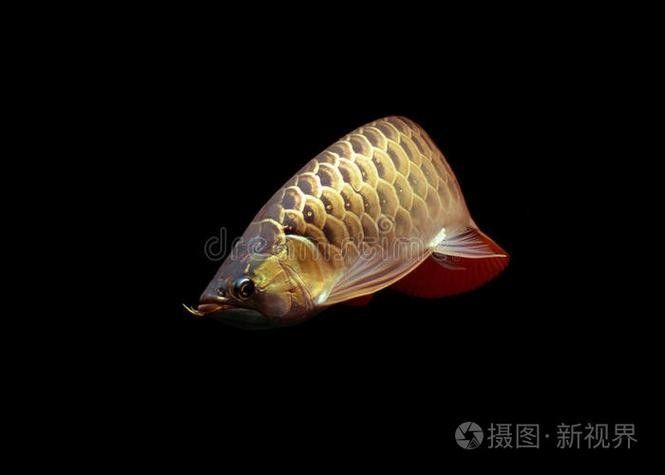 黑色龍魚飼養(yǎng)難度大嗎：黑色龍魚怎么養(yǎng)