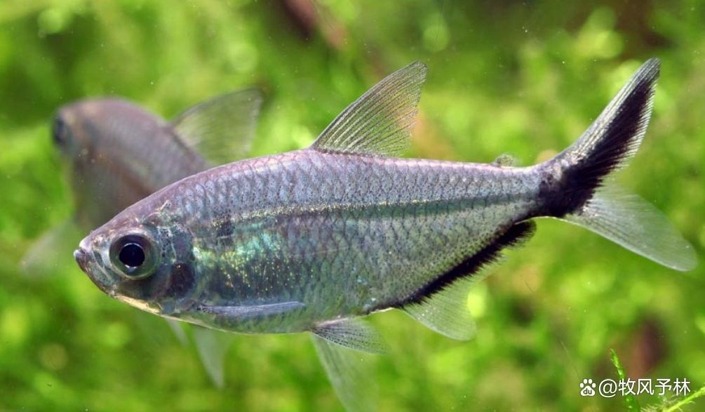 黑尾大鉤魚需要多大的魚缸：尾大鉤魚，也被稱為黑尾金槍魚或黑尾金槍魚或黑尾馬鮫 黑尾大鉤魚需要多大的魚缸：尾大鉤魚，也被稱為黑尾金槍魚或黑尾金槍魚或黑尾馬鮫 龍魚百科 第5張