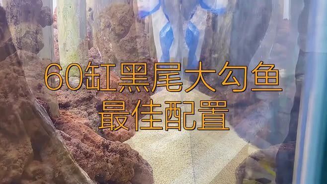 黑尾大鉤魚需要多大的魚缸：尾大鉤魚，也被稱為黑尾金槍魚或黑尾金槍魚或黑尾馬鮫 黑尾大鉤魚需要多大的魚缸：尾大鉤魚，也被稱為黑尾金槍魚或黑尾金槍魚或黑尾馬鮫 龍魚百科 第1張