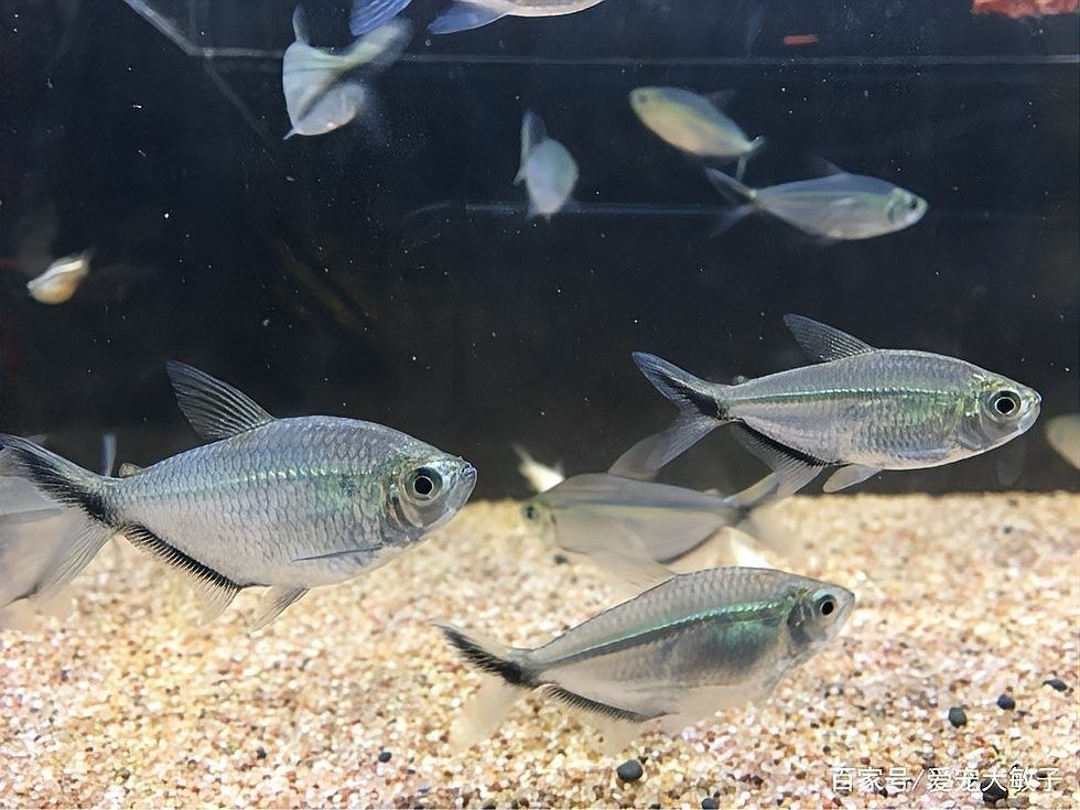 黑尾大鉤魚需要多大的魚缸：尾大鉤魚，也被稱為黑尾金槍魚或黑尾金槍魚或黑尾馬鮫 黑尾大鉤魚需要多大的魚缸：尾大鉤魚，也被稱為黑尾金槍魚或黑尾金槍魚或黑尾馬鮫 龍魚百科 第4張