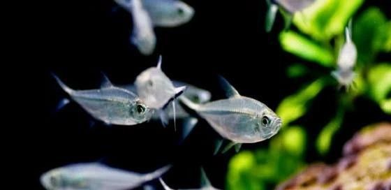 黑尾大鉤魚需要多大的魚缸：尾大鉤魚，也被稱為黑尾金槍魚或黑尾金槍魚或黑尾馬鮫 黑尾大鉤魚需要多大的魚缸：尾大鉤魚，也被稱為黑尾金槍魚或黑尾金槍魚或黑尾馬鮫 龍魚百科 第6張