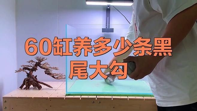 黑尾大鉤魚需要多大的魚缸：尾大鉤魚，也被稱為黑尾金槍魚或黑尾金槍魚或黑尾馬鮫 黑尾大鉤魚需要多大的魚缸：尾大鉤魚，也被稱為黑尾金槍魚或黑尾金槍魚或黑尾馬鮫 龍魚百科 第2張