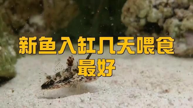 換缸后多久喂魚？：養(yǎng)魚新手必看:新買的魚到底幾天后可以喂第一餐友寵,新手養(yǎng)魚別踩坑!