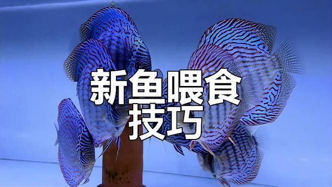 換缸后多久喂魚？：養(yǎng)魚新手必看:新買的魚到底幾天后可以喂第一餐友寵,新手養(yǎng)魚別踩坑!