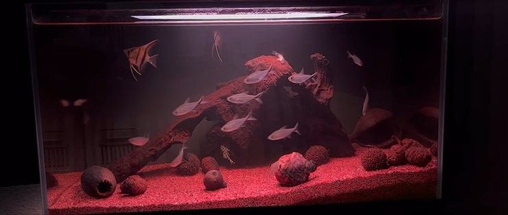 龍魚缸造景需要多長時間完成：新手快樂缸養魚日記(三)-造景