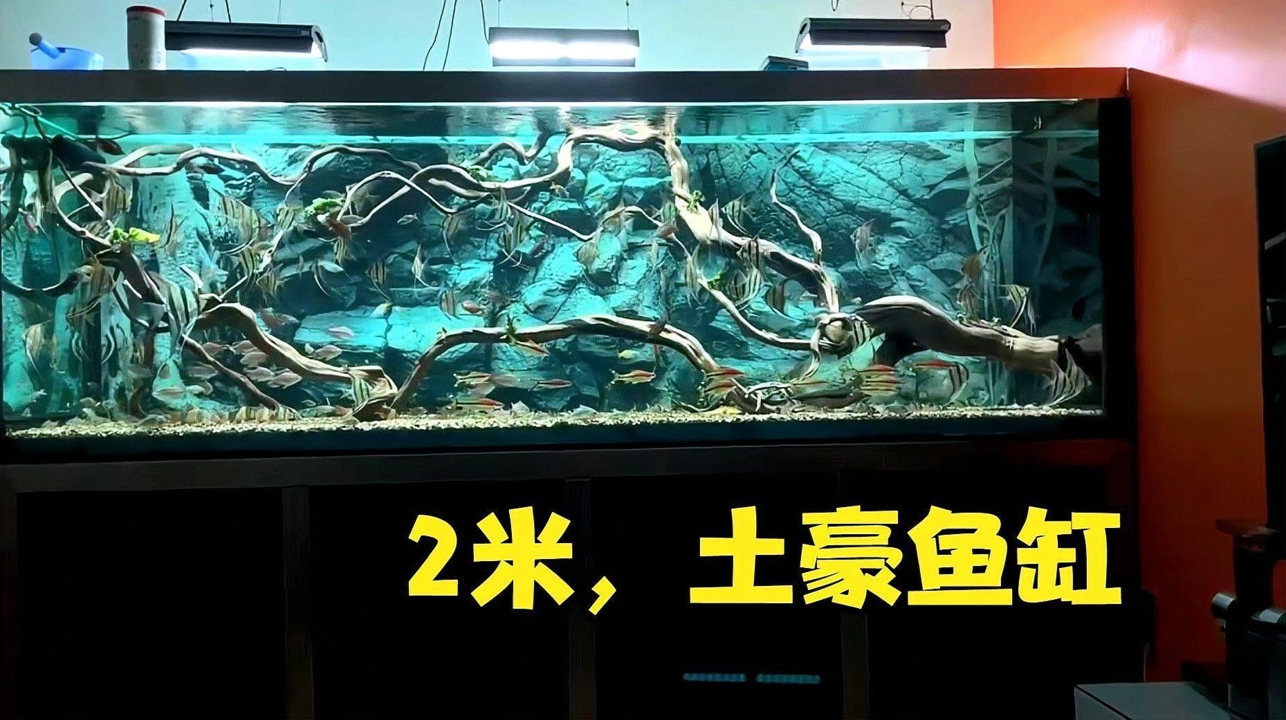 2米長的魚缸適合混養哪些魚：米長的魚缸適合混養哪些魚類