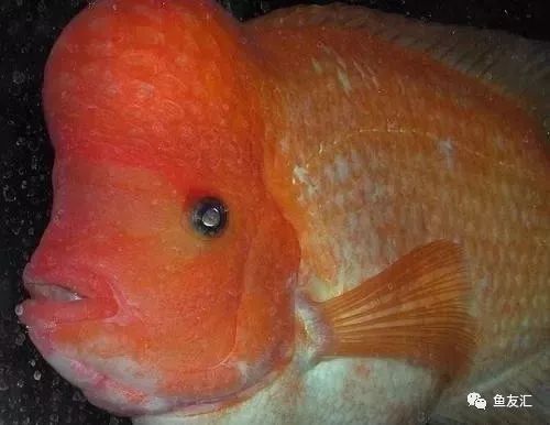 2米長的魚缸適合混養哪些魚：米長的魚缸適合混養哪些魚類