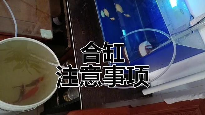 2米長的魚缸適合混養哪些魚：米長的魚缸適合混養哪些魚類