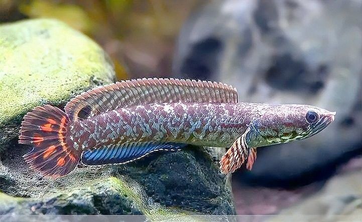 七彩龍魚的具體釣取時間：七彩雷龍魚釣取時間的詳細(xì)指南