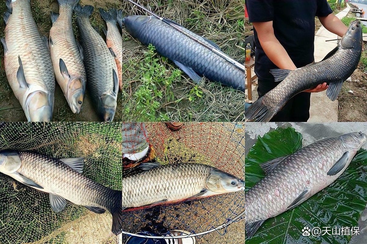 七彩龍魚的具體釣取時間：七彩雷龍魚釣取時間的詳細(xì)指南