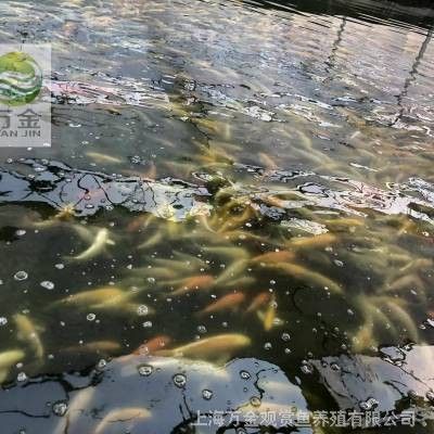 上海龍魚養殖場推薦：上海龍魚養殖場boss直聘上海市閔行區徐文龍觀賞魚養殖場