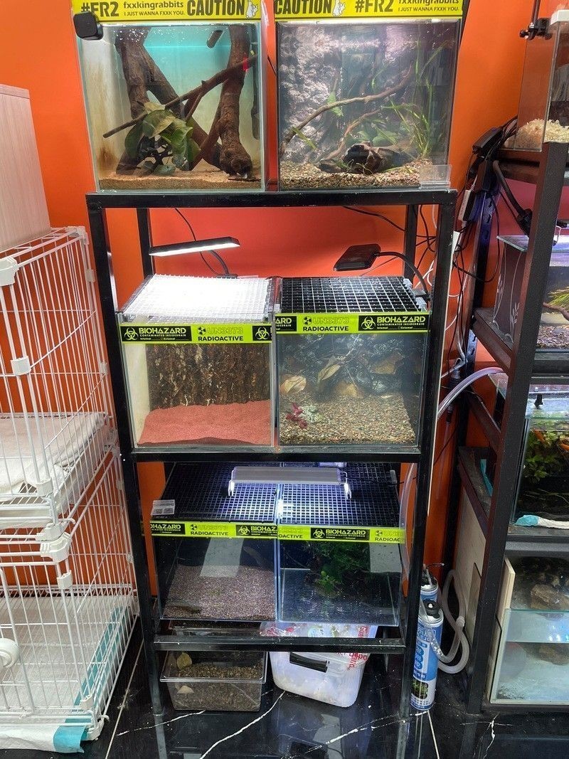 群養雷龍魚需要哪些設備:養雷龍魚需要準備什么設備 龍魚百科 第4張 群養雷龍魚需要哪些設備:養雷龍魚需要準備什么設備 群養雷龍魚需要哪些設備:養雷龍魚需要準備什么設備 龍魚百科 第4張