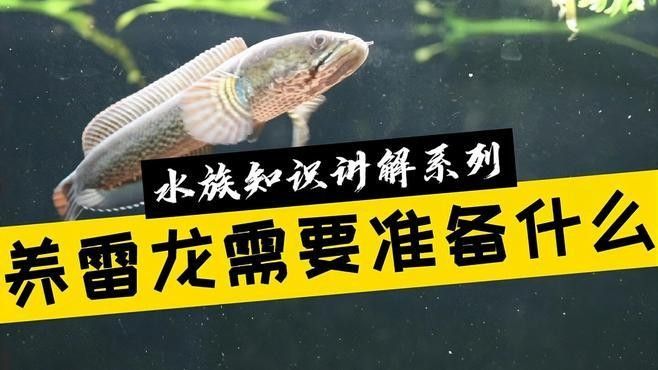 群養雷龍魚需要哪些設備：養雷龍魚需要準備什么設備 群養雷龍魚需要哪些設備：養雷龍魚需要準備什么設備 龍魚百科 第3張
