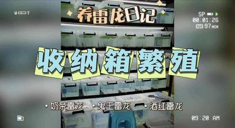 群養雷龍魚需要哪些設備：養雷龍魚需要準備什么設備 群養雷龍魚需要哪些設備：養雷龍魚需要準備什么設備 龍魚百科 第12張