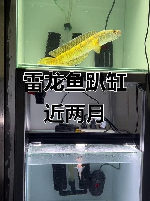 群養雷龍魚需要哪些設備:養雷龍魚需要準備什么設備 龍魚百科 第8張 群養雷龍魚需要哪些設備:養雷龍魚需要準備什么設備 群養雷龍魚需要哪些設備:養雷龍魚需要準備什么設備 龍魚百科 第8張