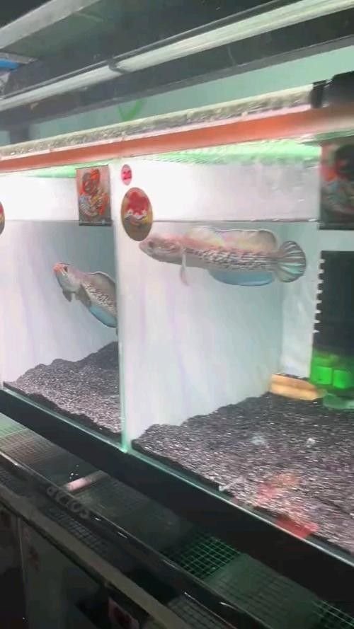 群養雷龍魚需要哪些設備:養雷龍魚需要準備什么設備 龍魚百科 第7張 群養雷龍魚需要哪些設備:養雷龍魚需要準備什么設備 群養雷龍魚需要哪些設備:養雷龍魚需要準備什么設備 龍魚百科 第7張