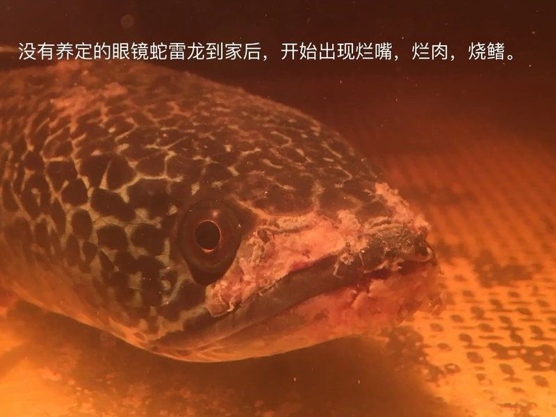 如何預防雷龍魚再次燒鰭？：雷龍魚十大常見疾病及治療方法指南 如何預防雷龍魚再次燒鰭？：雷龍魚十大常見疾病及治療方法指南 龍魚百科 第10張