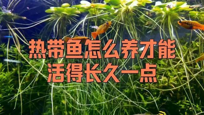 馬鞍山還有哪些觀賞魚市場：馬鞍山可以觀賞到的魚類種類：金魚、錦鯉、鯽魚、斗魚、斗魚 馬鞍山還有哪些觀賞魚市場：馬鞍山可以觀賞到的魚類種類：金魚、錦鯉、鯽魚、斗魚、斗魚 龍魚百科 第4張