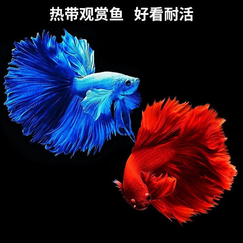 馬鞍山還有哪些觀賞魚市場：馬鞍山可以觀賞到的魚類種類：金魚、錦鯉、鯽魚、斗魚、斗魚 馬鞍山還有哪些觀賞魚市場：馬鞍山可以觀賞到的魚類種類：金魚、錦鯉、鯽魚、斗魚、斗魚 龍魚百科 第7張