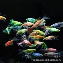馬鞍山還有哪些觀賞魚市場：馬鞍山可以觀賞到的魚類種類：金魚、錦鯉、鯽魚、斗魚、斗魚 馬鞍山還有哪些觀賞魚市場：馬鞍山可以觀賞到的魚類種類：金魚、錦鯉、鯽魚、斗魚、斗魚 龍魚百科 第8張