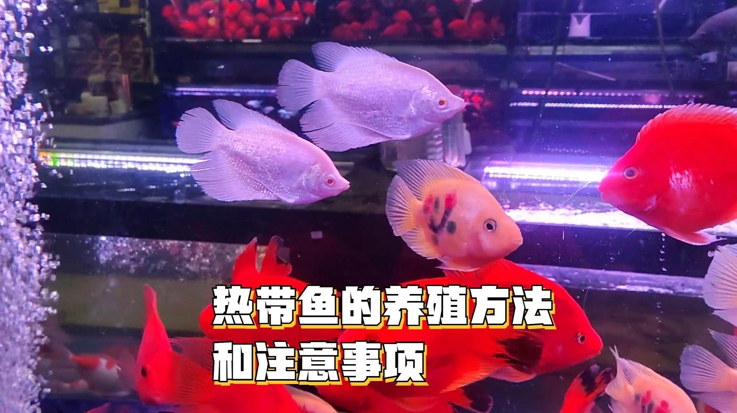 馬鞍山還有哪些觀賞魚市場：馬鞍山可以觀賞到的魚類種類：金魚、錦鯉、鯽魚、斗魚、斗魚 馬鞍山還有哪些觀賞魚市場：馬鞍山可以觀賞到的魚類種類：金魚、錦鯉、鯽魚、斗魚、斗魚 龍魚百科 第2張
