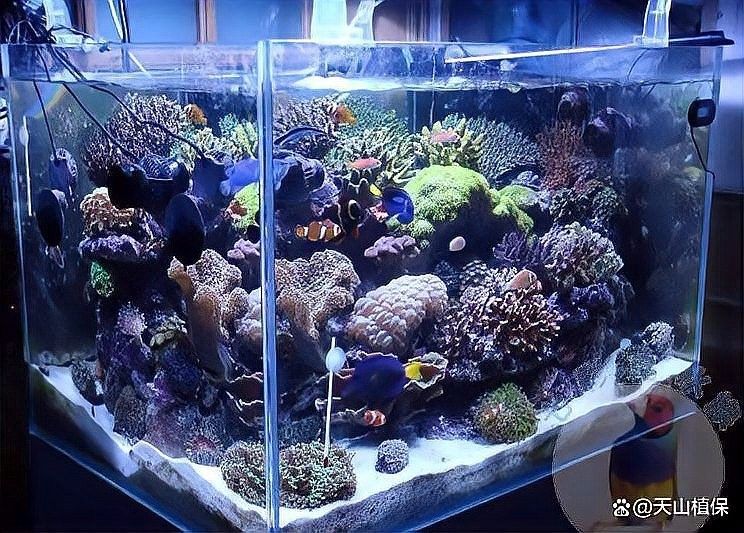 馬鞍山還有哪些觀賞魚市場：馬鞍山可以觀賞到的魚類種類：金魚、錦鯉、鯽魚、斗魚、斗魚 馬鞍山還有哪些觀賞魚市場：馬鞍山可以觀賞到的魚類種類：金魚、錦鯉、鯽魚、斗魚、斗魚 龍魚百科 第5張