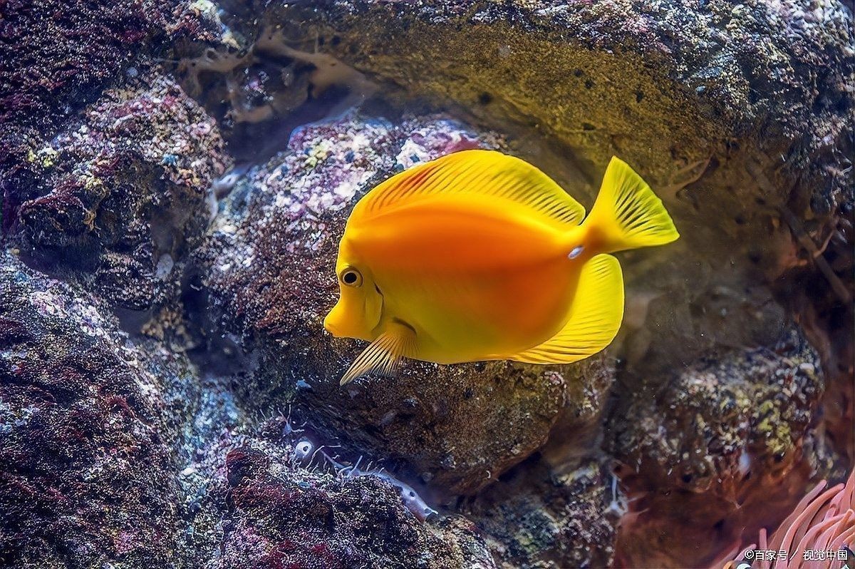 馬鞍山還有哪些觀賞魚市場：馬鞍山可以觀賞到的魚類種類：金魚、錦鯉、鯽魚、斗魚、斗魚 馬鞍山還有哪些觀賞魚市場：馬鞍山可以觀賞到的魚類種類：金魚、錦鯉、鯽魚、斗魚、斗魚 龍魚百科 第6張