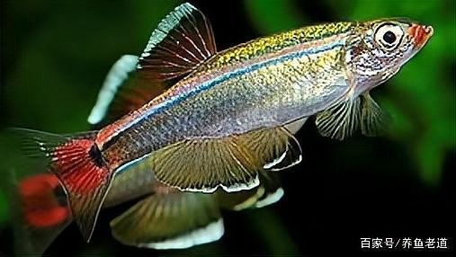 白龍魚飼養(yǎng)難度大嗎？：白龍魚的飼養(yǎng)難度大嗎？