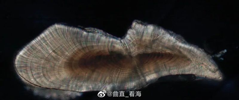 耳石年輪能記錄哪些環(huán)境信息？：關(guān)于耳石年輪的知識 耳石年輪能記錄哪些環(huán)境信息？：關(guān)于耳石年輪的知識 龍魚百科 第5張