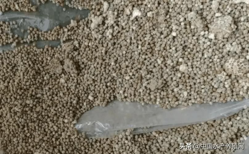 古龍魚飼料過期后還能喂嗎：老釣友私藏的3招變廢為寶，省錢了還爆護仟小魚釣魚