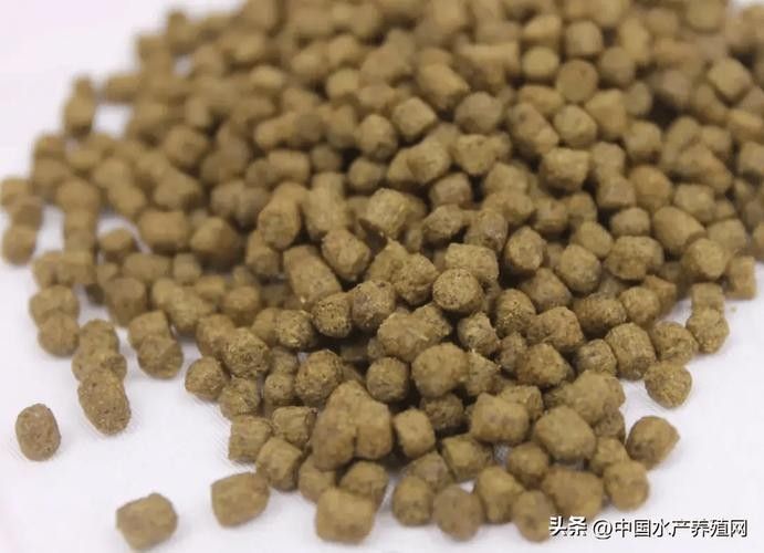 古龍魚飼料過期后還能喂嗎：老釣友私藏的3招變廢為寶，省錢了還爆護仟小魚釣魚