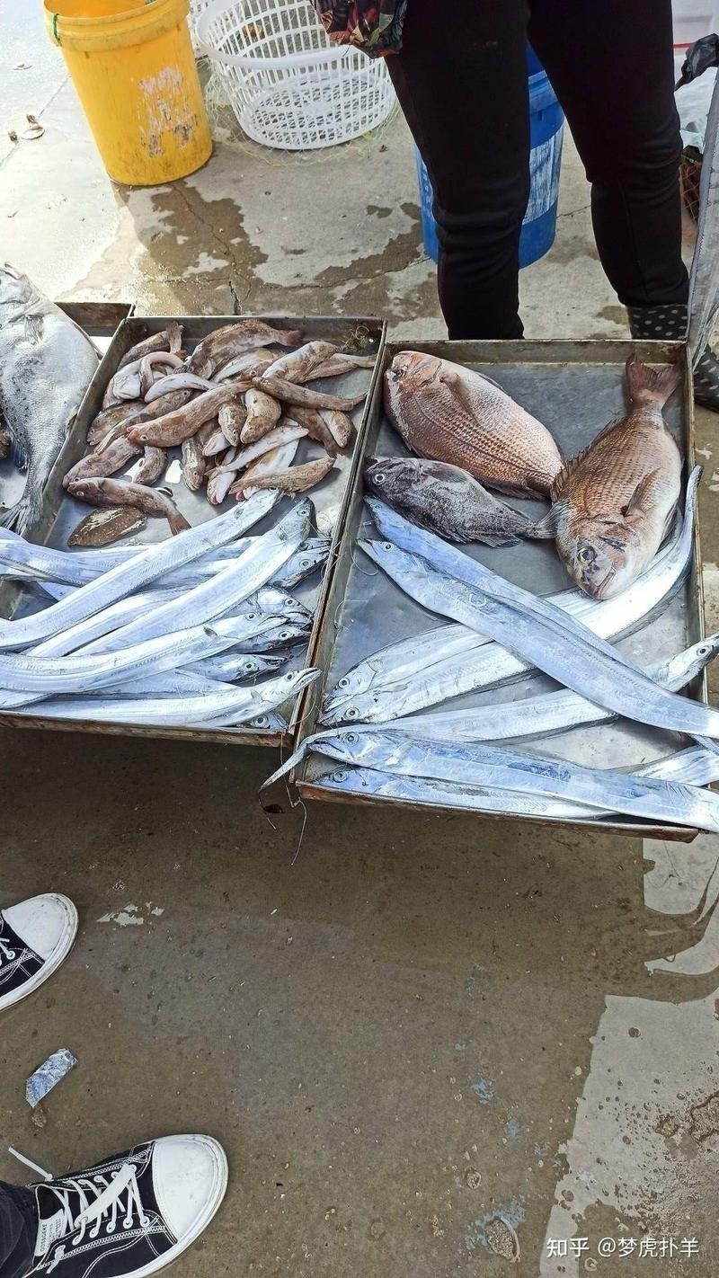 古龍魚飼料過期后還能喂嗎：老釣友私藏的3招變廢為寶，省錢了還爆護仟小魚釣魚
