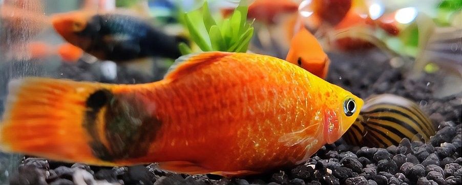 紅龍在不同光照下的色彩，紅龍魚專用燈具如吉印刀鋒x增艷燈