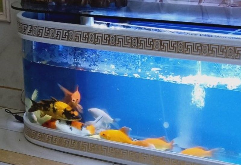龍魚吃水果有哪些好處：龍魚吃水果有哪些禁忌