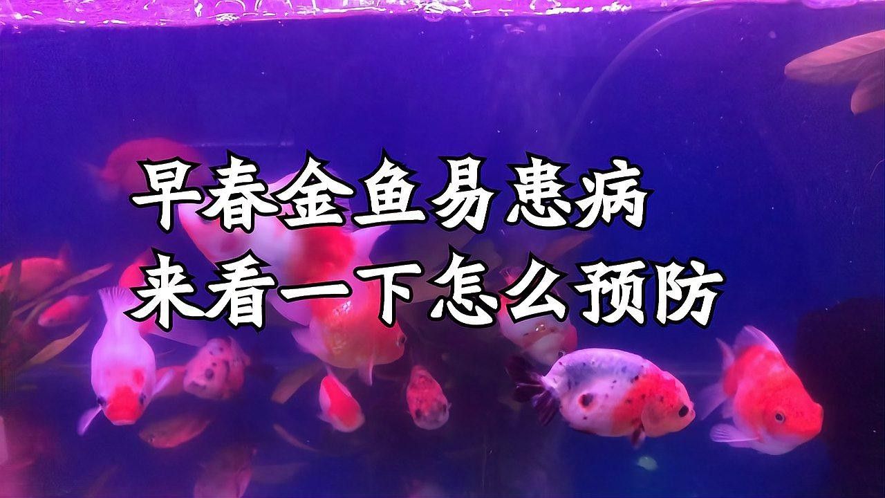 如何預(yù)防草金魚患病？：小魚缸養(yǎng)小金魚注意這幾點就能養(yǎng)好金魚的健康和長壽