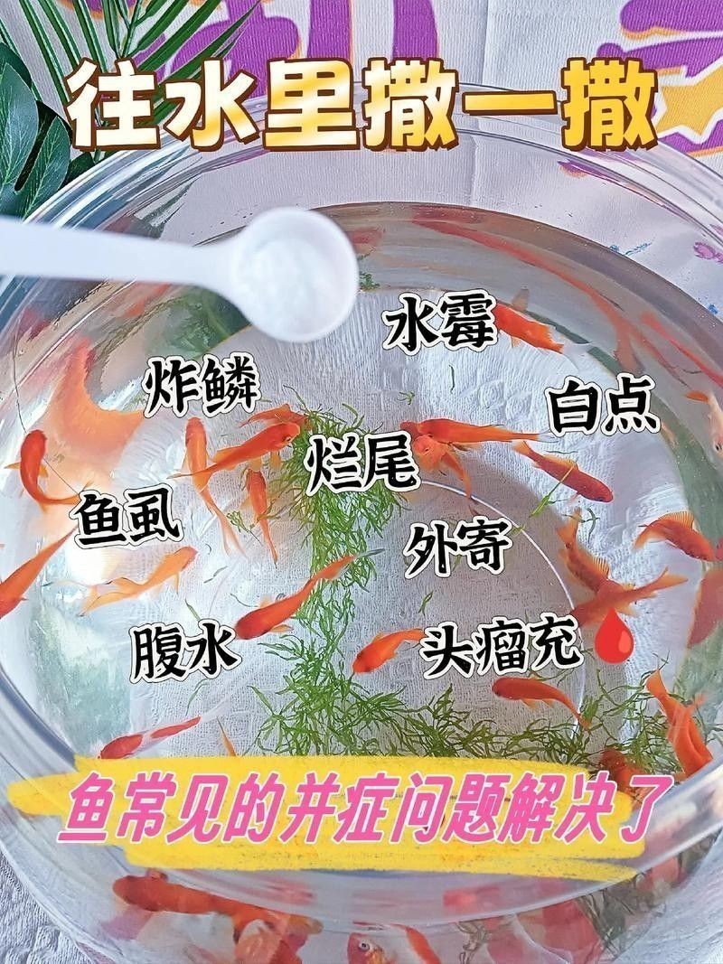 如何預(yù)防草金魚患病？：小魚缸養(yǎng)小金魚注意這幾點就能養(yǎng)好金魚的健康和長壽