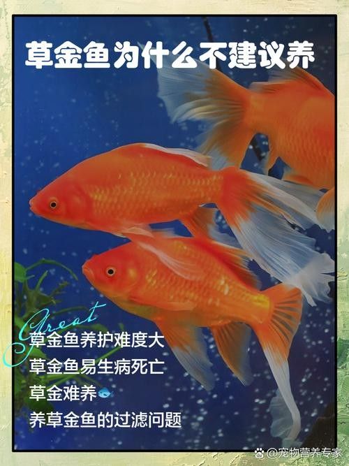 如何預(yù)防草金魚患病？：小魚缸養(yǎng)小金魚注意這幾點就能養(yǎng)好金魚的健康和長壽