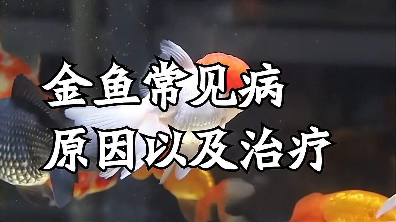 如何預(yù)防草金魚患病？：小魚缸養(yǎng)小金魚注意這幾點就能養(yǎng)好金魚的健康和長壽