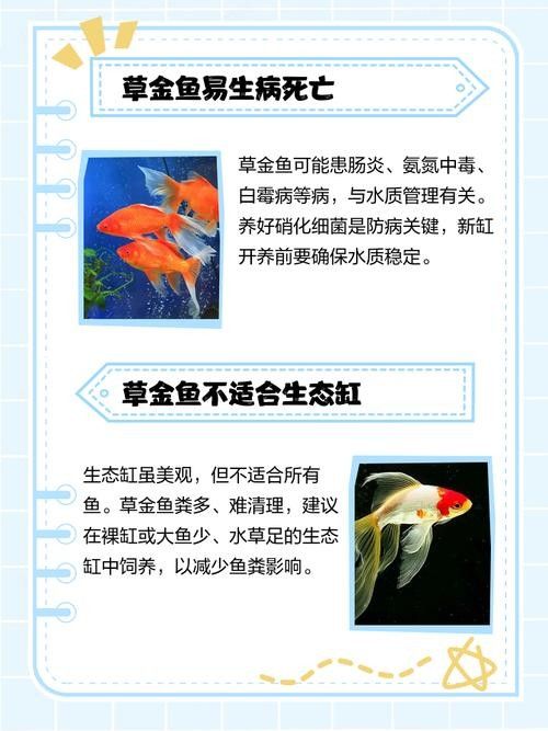 如何預(yù)防草金魚患病？：小魚缸養(yǎng)小金魚注意這幾點就能養(yǎng)好金魚的健康和長壽