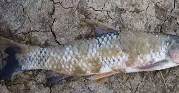 如何預(yù)防草金魚患病？：小魚缸養(yǎng)小金魚注意這幾點就能養(yǎng)好金魚的健康和長壽