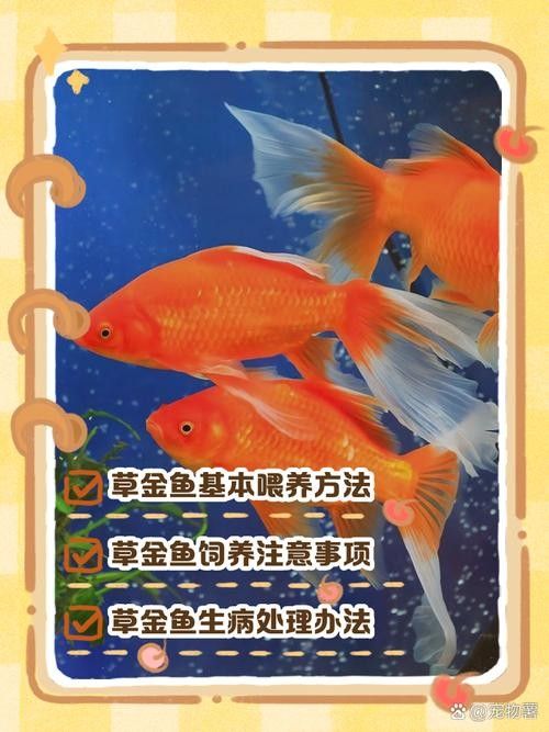 如何預(yù)防草金魚患病？：小魚缸養(yǎng)小金魚注意這幾點就能養(yǎng)好金魚的健康和長壽